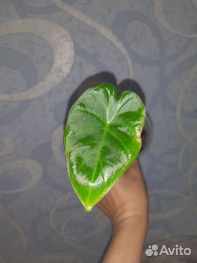 Алоказия регал шилдс