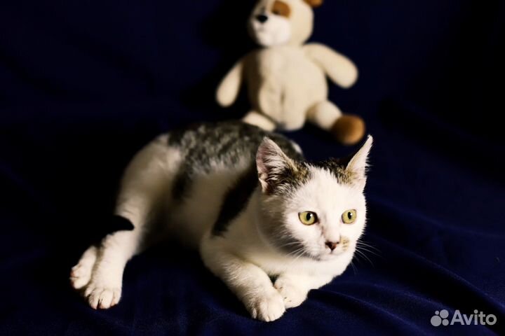 Котенок мальчик в дар