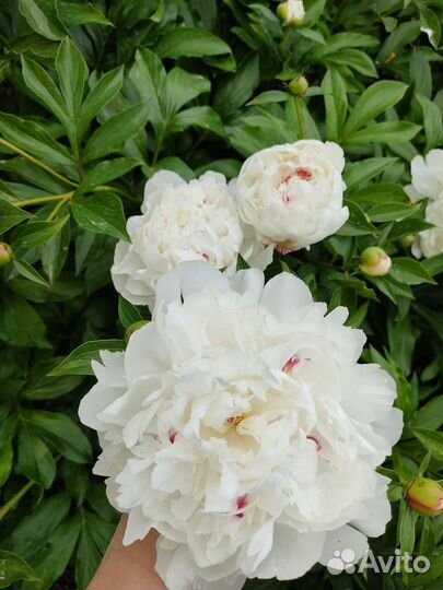 Цветущие пионы