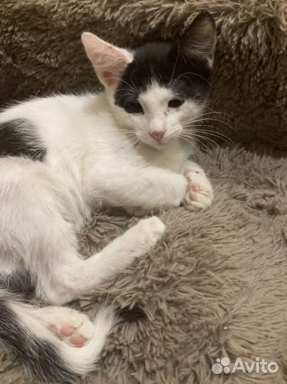 Котик 11 месяцев