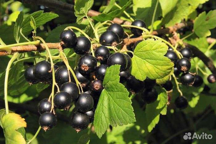 Саженцы груши и яблони, жимолость, смородина