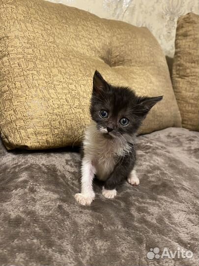 Котик бесплатно