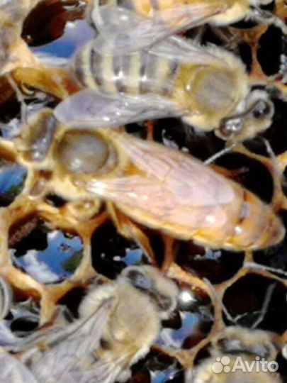 Пчеломатки Бакфаст