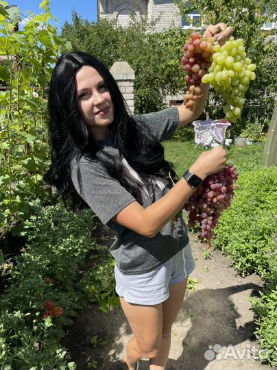 Черенки винограда