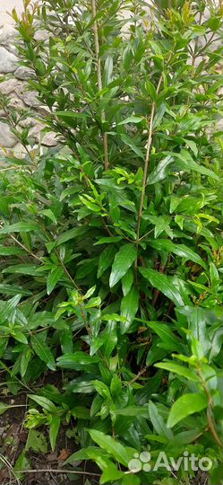 Кусты граната