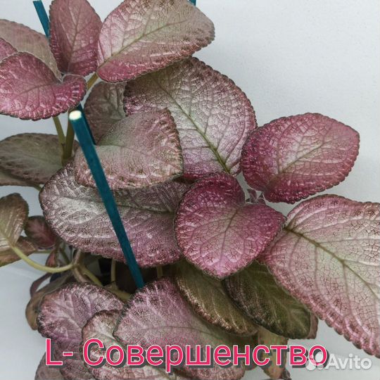 Эписции сортовые срезом