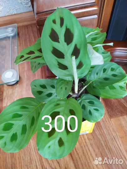 Комнатные цветы