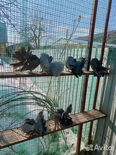 Голуби павлины немецкие