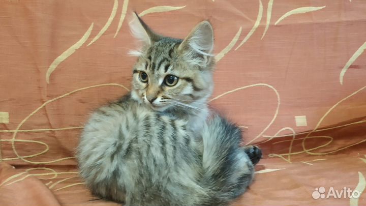 Котёнок-подросток, девочка 5 месяцев