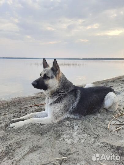 Вязка кобель вео