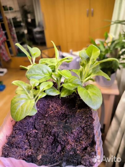 Петуния Тайдал Сильвер