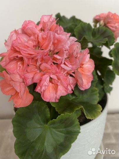 Пеларгония сортовая вк Елена