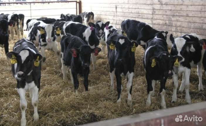 Бычки телята скороспелые
