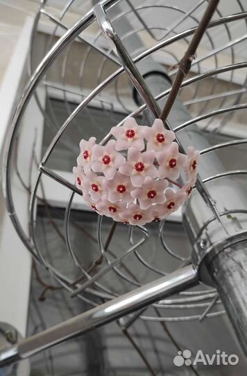 Замиокулькас, Аспидистра, Хойя, Строманта, Джемени