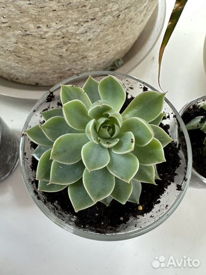 Суккуленты Монантес