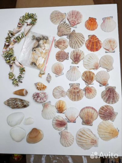 Набор ракушек, бусин и бус