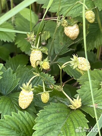 Земляника желтая