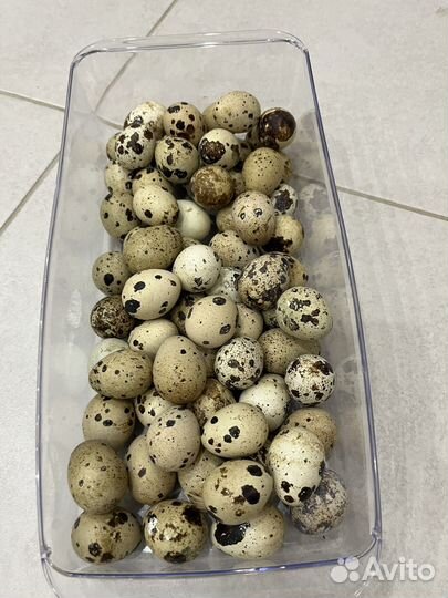 Яйца домашних перепелок