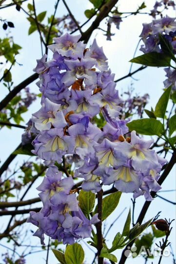 Павловни семена z07 и 9501