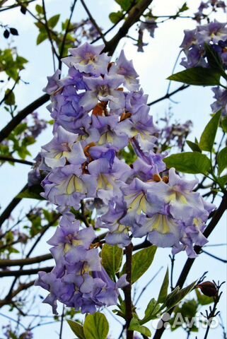 Павловни семена z07 и 9501