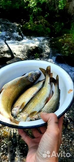 Рыбалка на хариуса