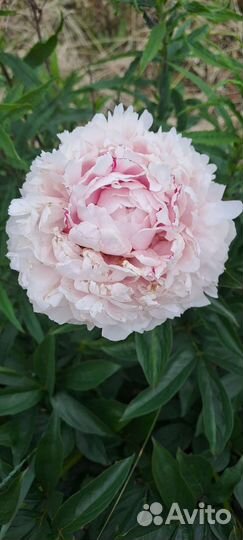 Пионы Сорт сара бернар