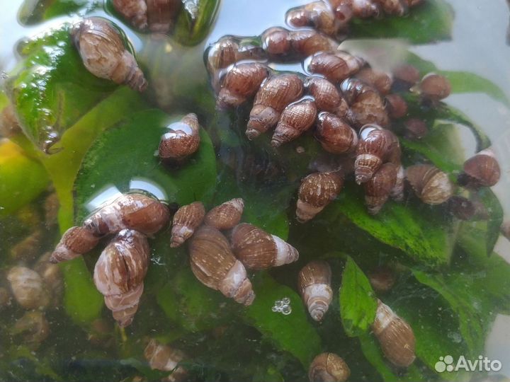Улитки аквариумные