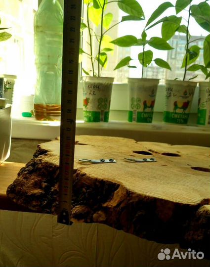 Спил слэб капового клена