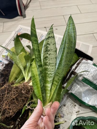 Сансевиерия зейланика