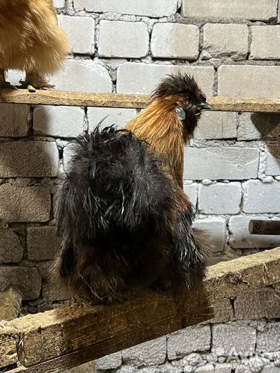 Цыплята китайские шелковые