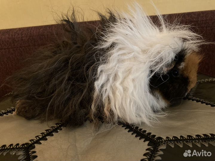 Морская свинка самка Лункария