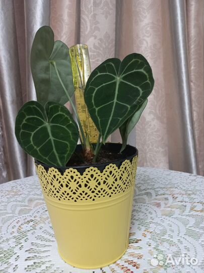 Антуриум хрустальный