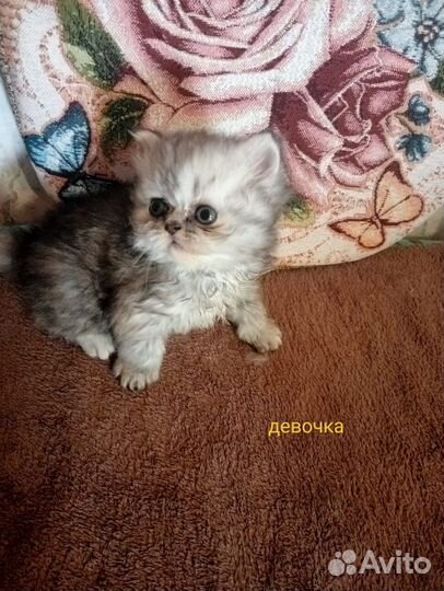 Персидские экзоты