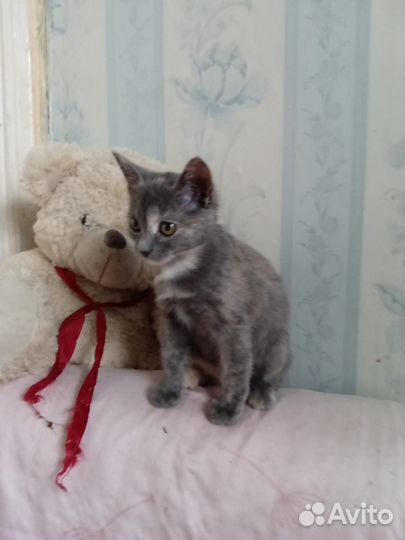 Малышка в добрые руки