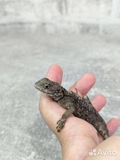 Турецкая агама или агама гардун