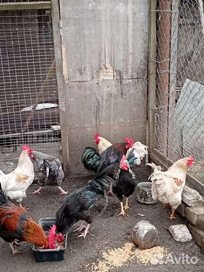 Домашняя птица