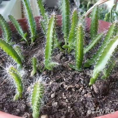 Питахайя (Драконий фрукт) семена