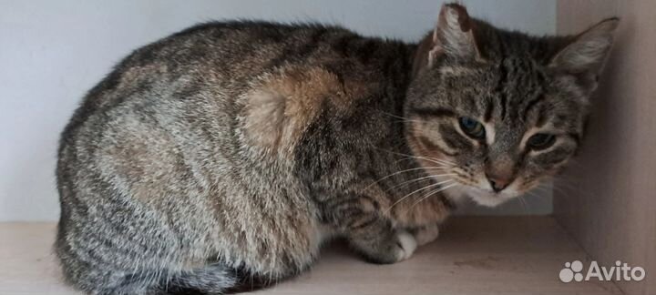 Мотильда ищет дом