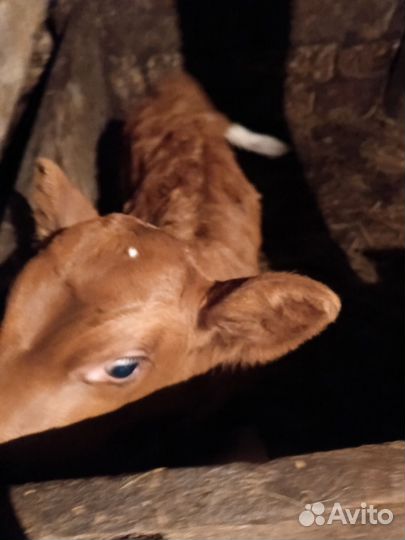 Телочка айширская