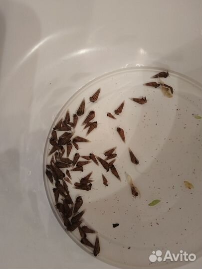 Улитки Мелании