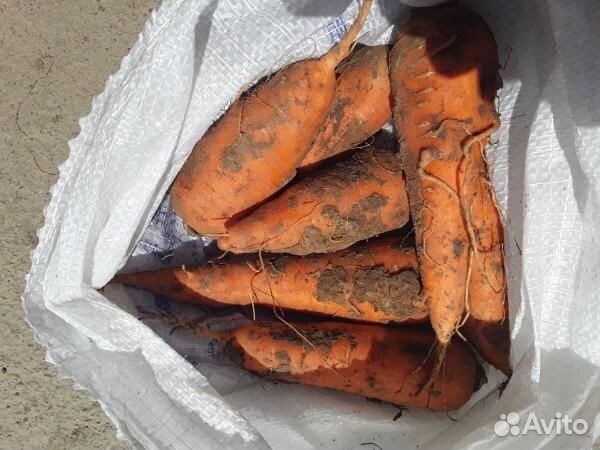 Морковь опт от 20 тонн