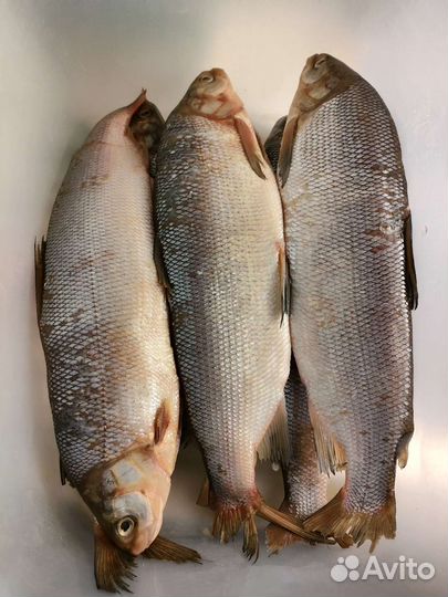 Щекур соленый в магазине