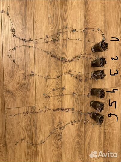 Циропегия вуда вариегатная