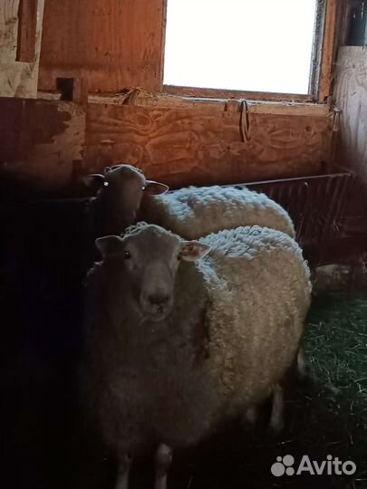 Бараны производители
