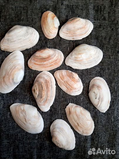 Ракушка Мия песчаная