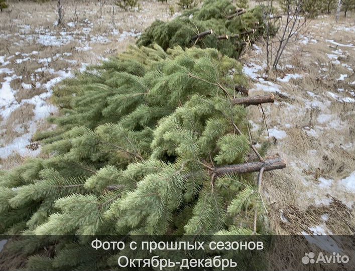 Сосна сентябрьская пушистая оптом