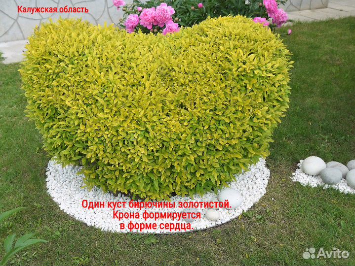 Саженцы бирючина золотистая для изгороди и бордюр