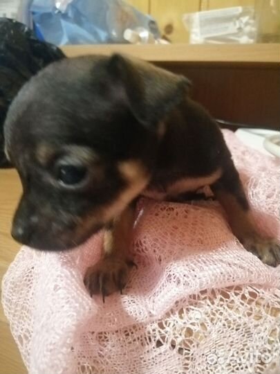 Русский той-терьер мини