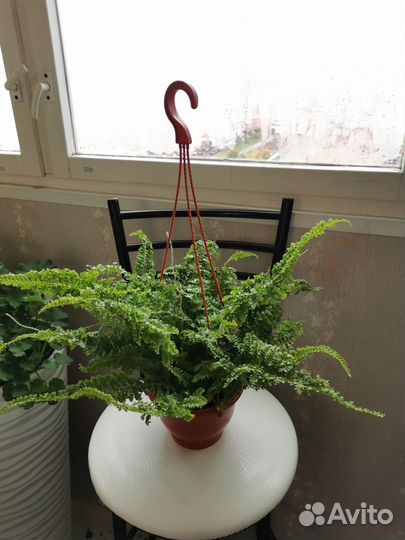 Папоротник кудрявый