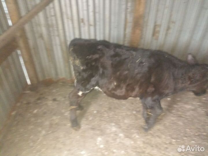 Бычки на откорм и на убой